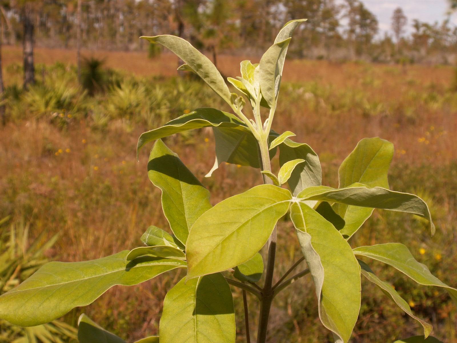 Vitex trifolia